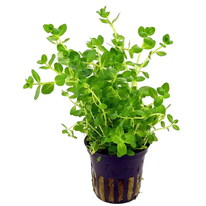 Finale Aktion Rotala rotundifolia "Green" Schwierigkeit