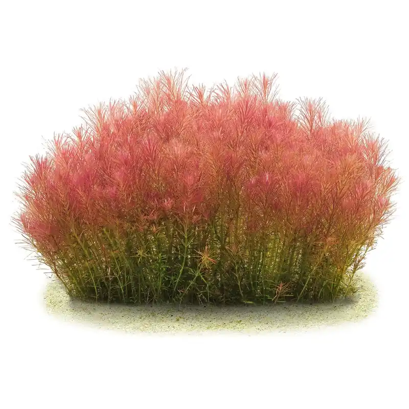 Wochenendangebot Rotala wallichii Schwierigkeit