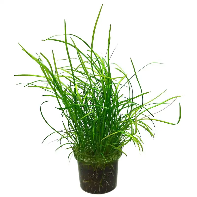 Sagittaria subulata "Needle Leaf" Schwierigkeit Bestseller