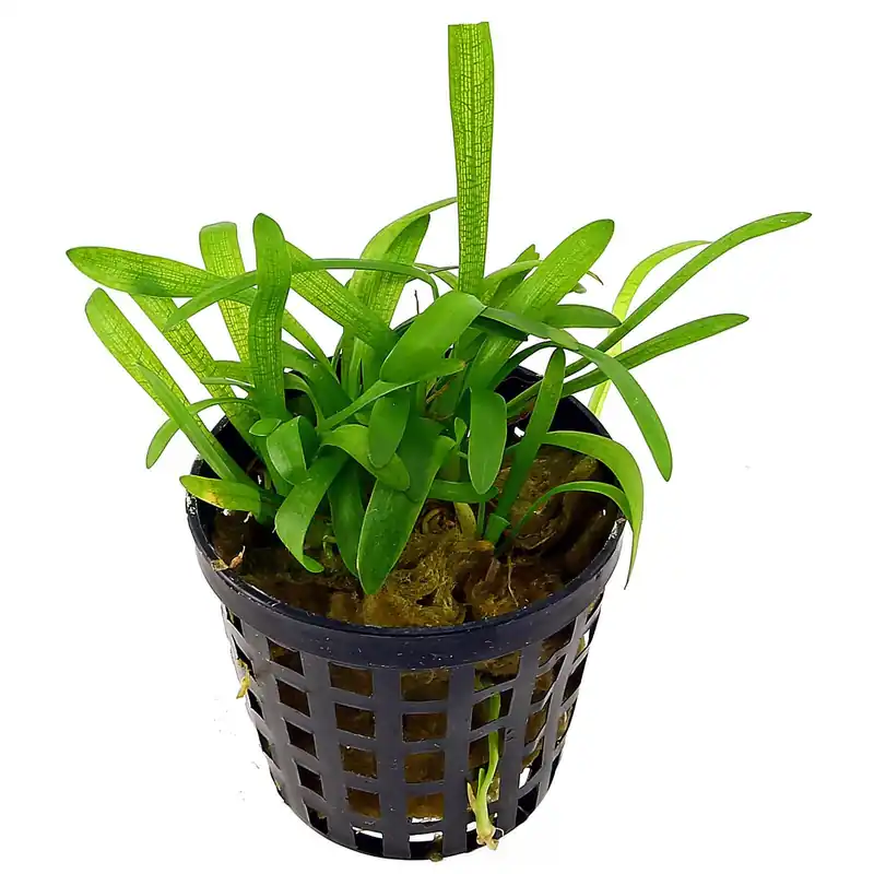 Sagittaria subulata Schwierigkeit Geprüft