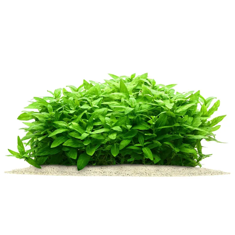 Staurogyne repens Schwierigkeit Billig