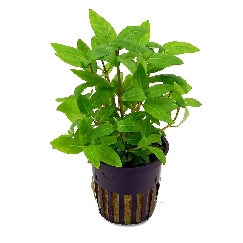 Letzte Chance Staurogyne repens Schwierigkeit