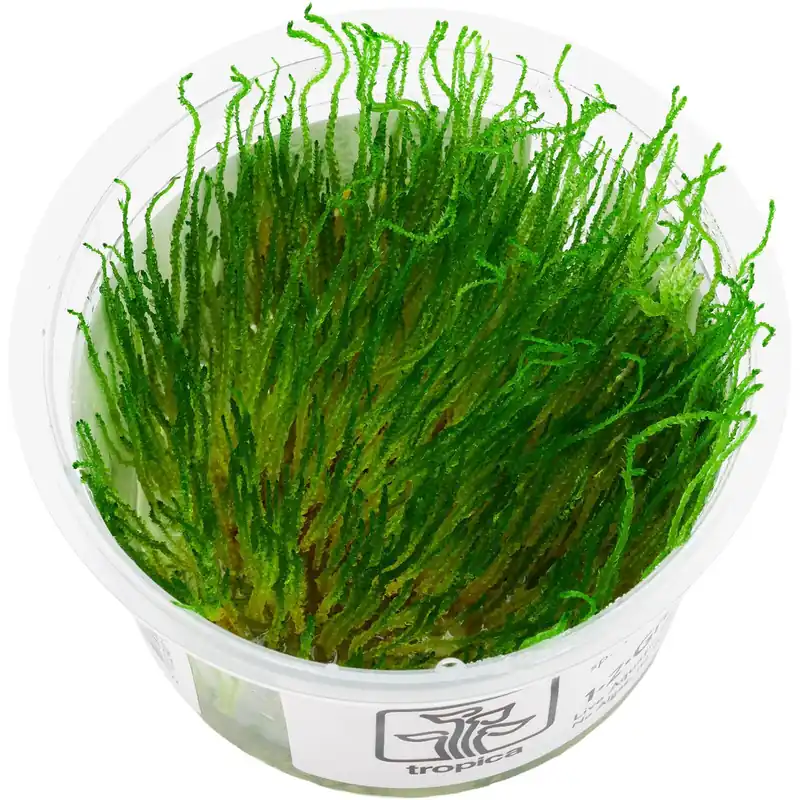 Taxiphyllum sp. "Flame Moss" Schwierigkeit Bestpreis