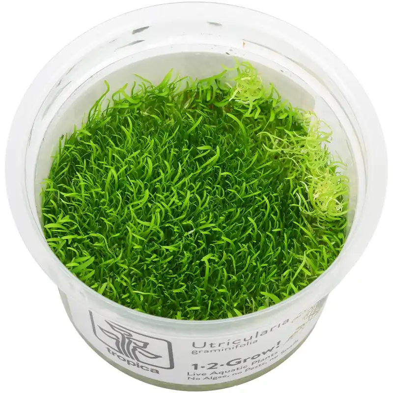 Utricularia graminifolia Schwierigkeit Rabatt