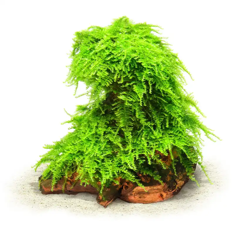 Vesicularia "Christmas Moss" Schwierigkeit Nur Für Kurze Zeit