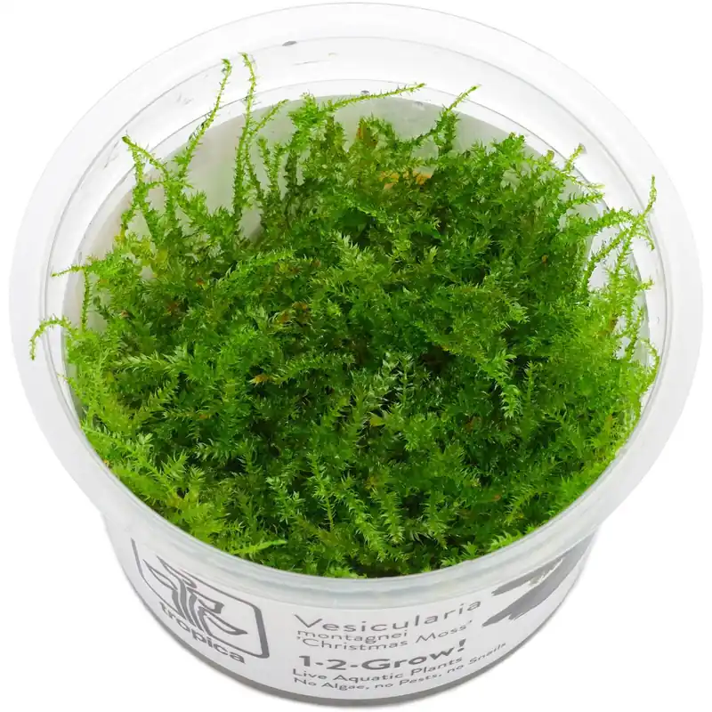 Vesicularia "Christmas Moss" Schwierigkeit Wochenendangebot