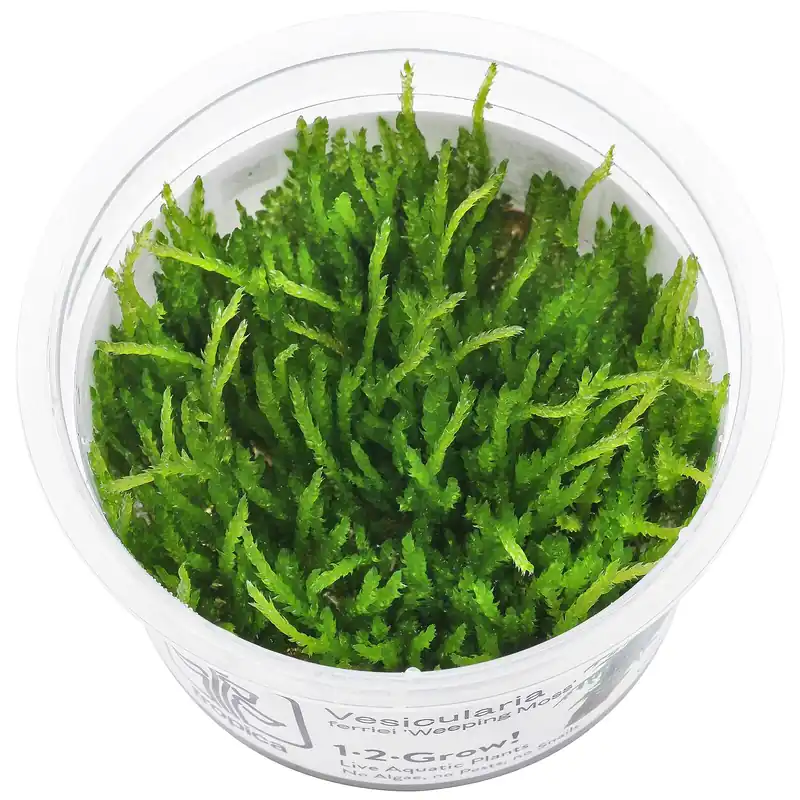 Vesicularia ferriei 'Weeping Moss' Schwierigkeit Markenprodukt