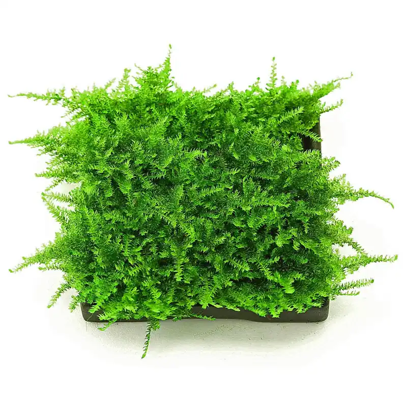 Vesicularia sp. "Mini Christmas Moss" Schwierigkeit Sonderangebot