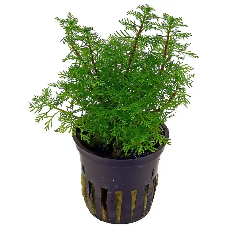 Myriophyllum mattogrossense Schwierigkeit Garantierte Lieferung