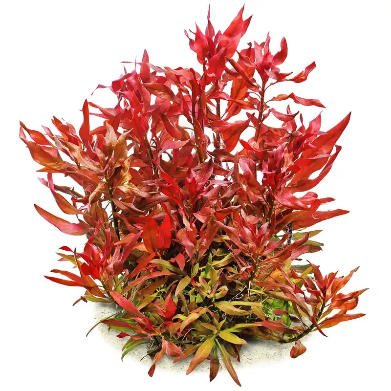 Ludwigia glandulosa Schwierigkeit Ausverkauf