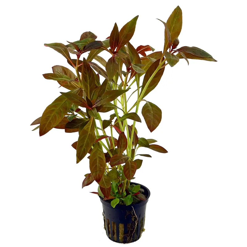 Ludwigia glandulosa Schwierigkeit Sonderaktion
