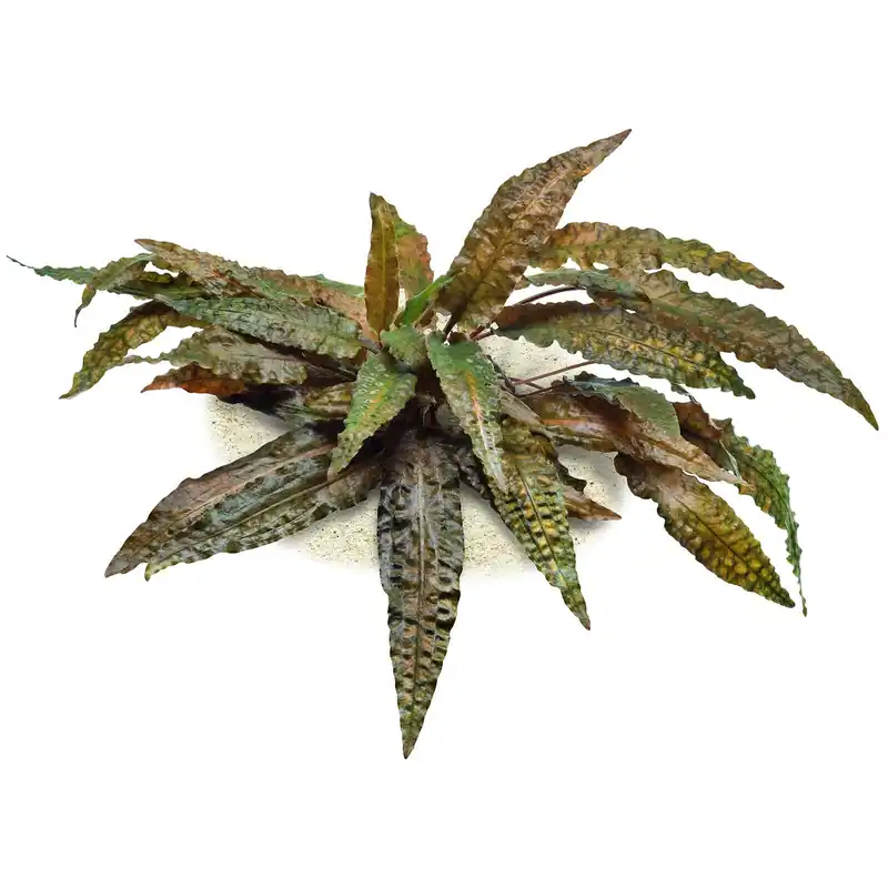 Neue Ware Cryptocoryne wendtii 'Tropica' Schwierigkeit