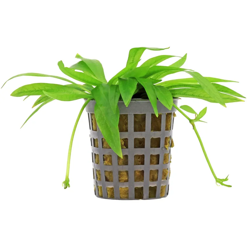 Neue Ware Helanthium bolivianum "quadricostatus" Schwierigkeit