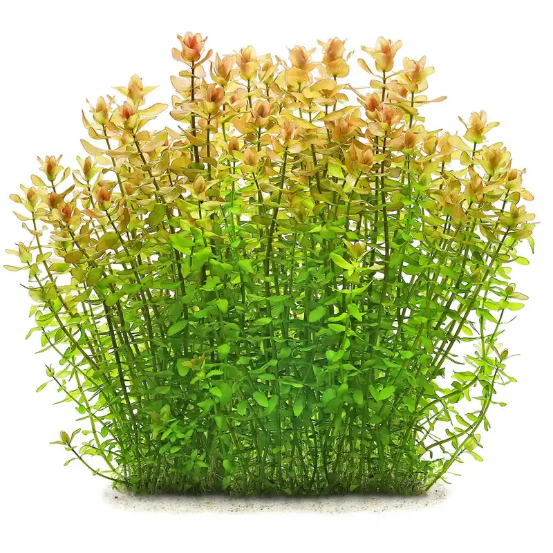 Billig Bacopa caroliniana Schwierigkeit