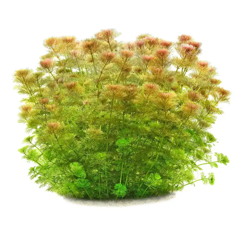 Limnophila sessiliflora Schwierigkeit Neue Ware