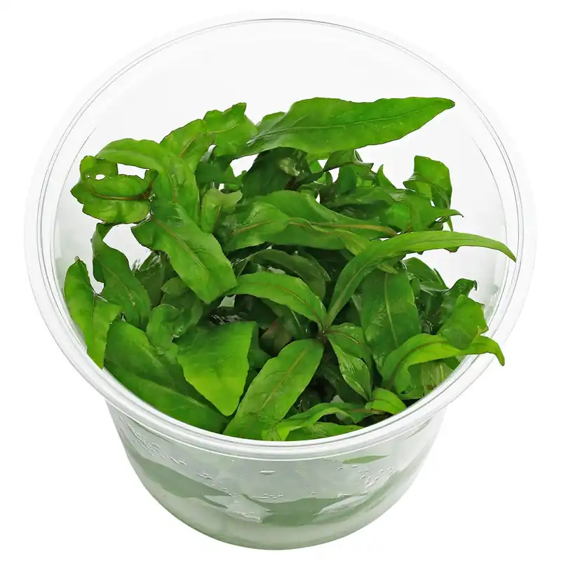 Hygrophila salicifolia Schwierigkeit Jetzt Kaufen