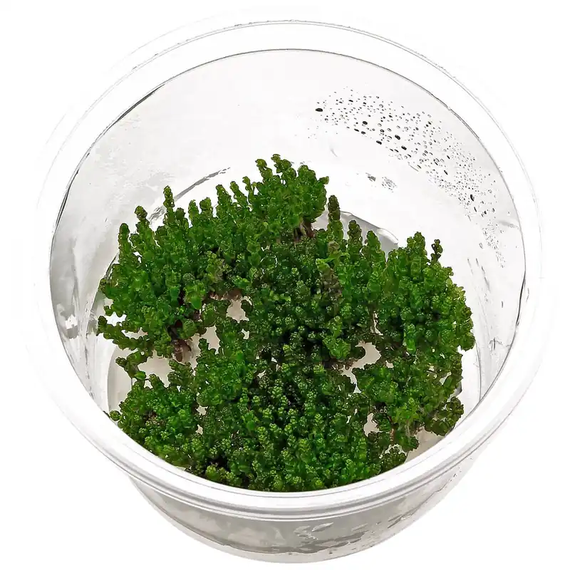 Rotala macrandra 'Pearl' Schwierigkeit Markenprodukt