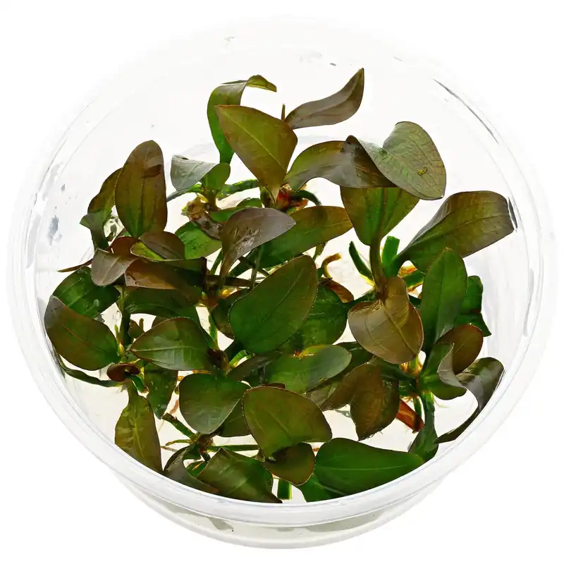Garantierte Lieferung Echinodorus 'Hot Pepper'