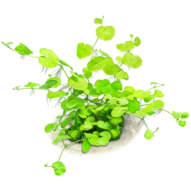 Sonderangebot Hydrocotyle leucocephala Schwierigkeit