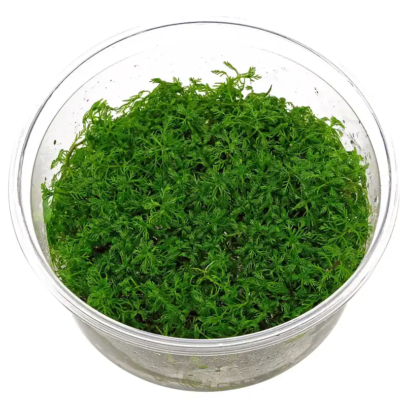 Myriophyllum mattogrossense Schwierigkeit Aktuell