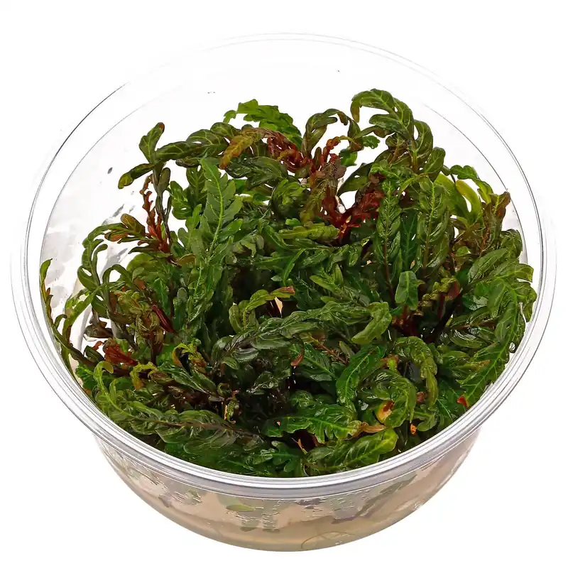 Hygrophila pinnatifida Schwierigkeit Abverkauf
