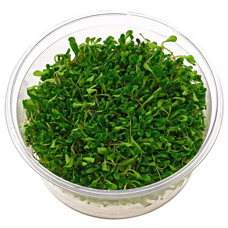 Knallerangebot Glossostigma elatinoides Schwierigkeit