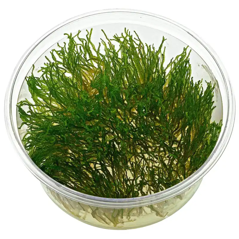 Solange Der Vorrat Reicht Taxiphyllum sp. "Flame Moss" Schwierigkeit