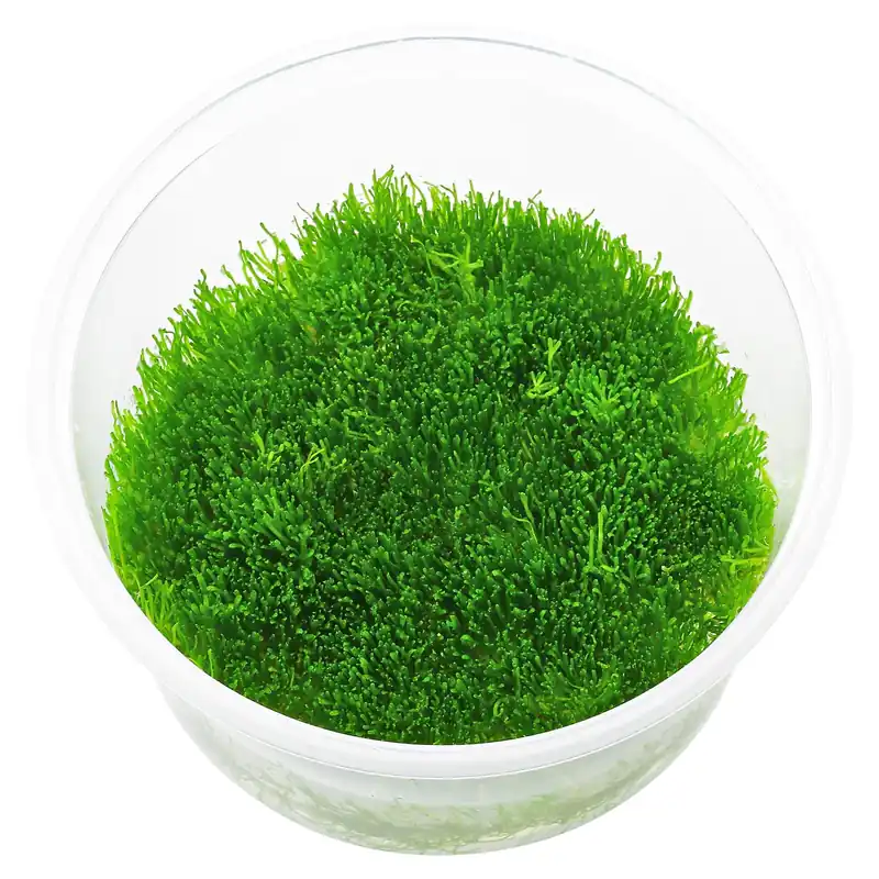 Riccia fluitans Schwierigkeit Highlight