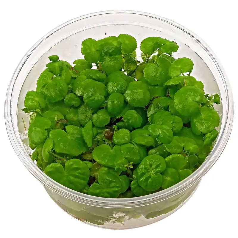 Online Kaufen Hydrocotyle leucocephala Schwierigkeit