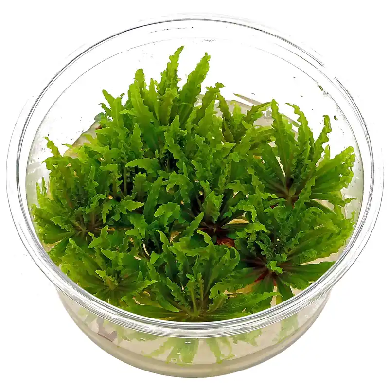 Ausverkauf Pogostemon helferi Schwierigkeit