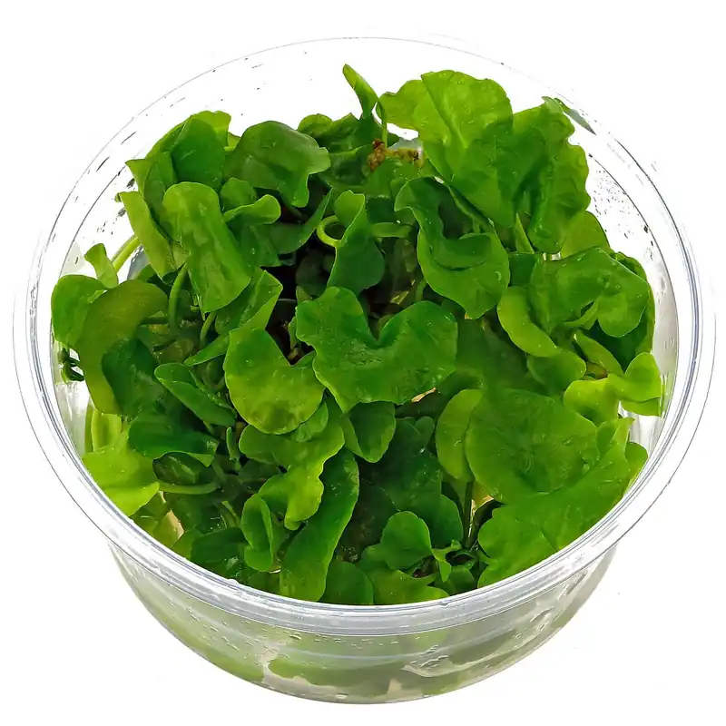 Preisreduziert Nymphoides sp. 'Taiwan' Schwierigkeit