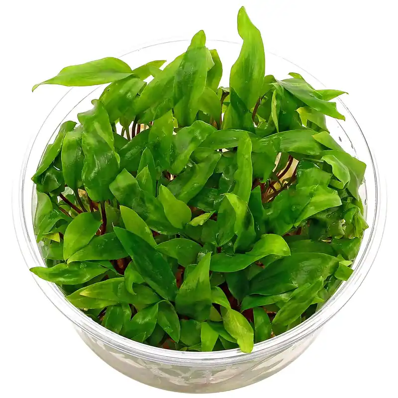 Cryptocoryne beckettii Schwierigkeit Sichere Zahlung