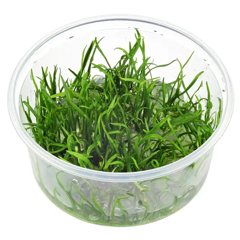 Lilaeopsis brasiliensis Schwierigkeit Mega-Angebot