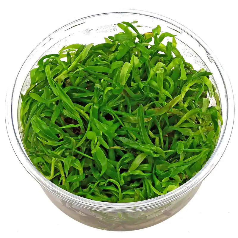 Meistverkauft Heteranthera zosterifolia Schwierigkeit