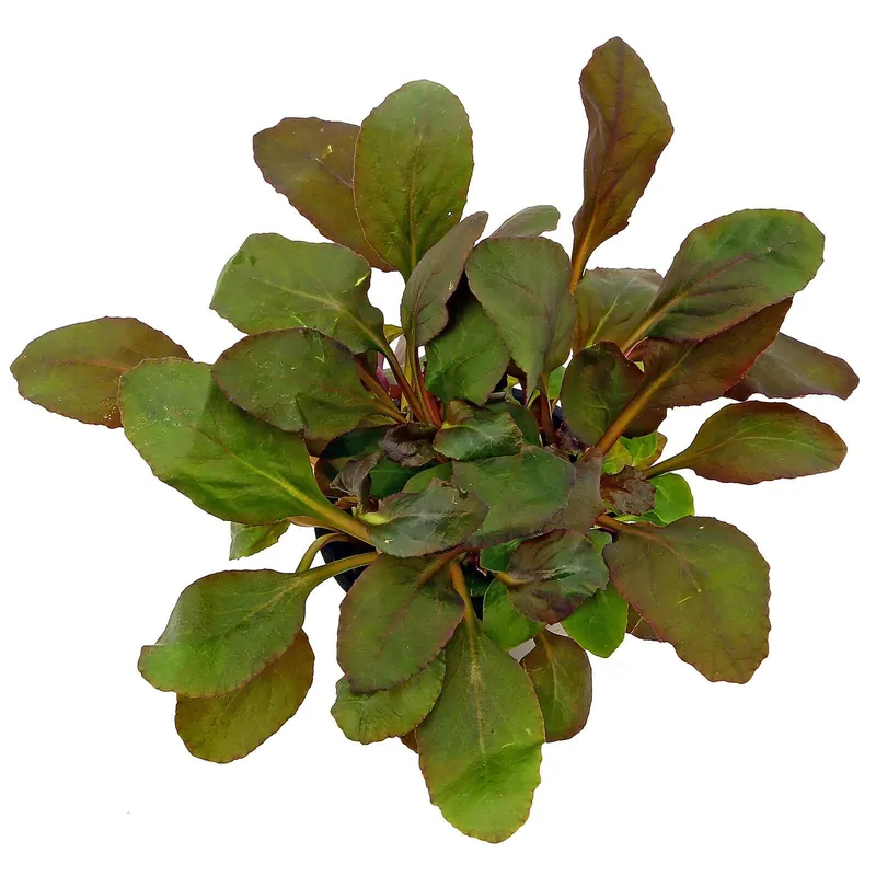 Lobelia cardinalis Schwierigkeit Highlight