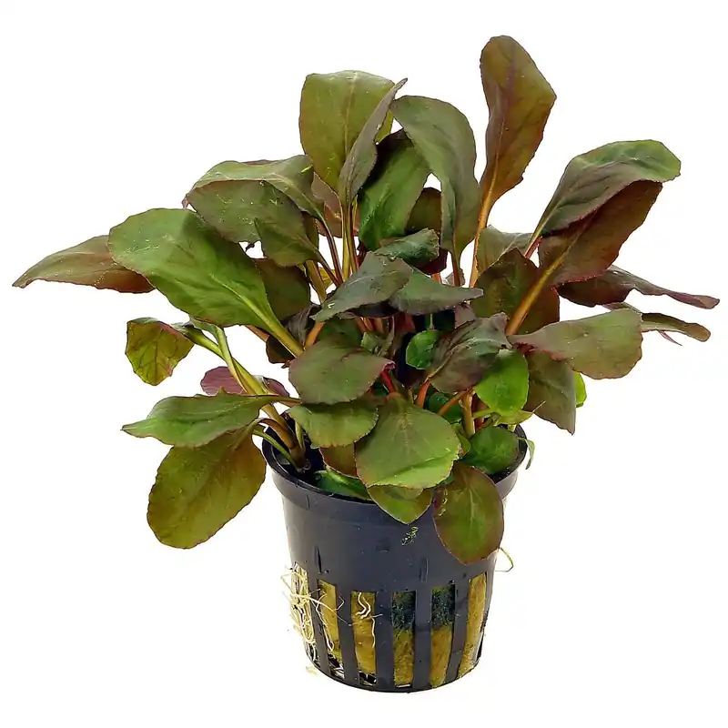 Lobelia cardinalis Schwierigkeit Bestpreis