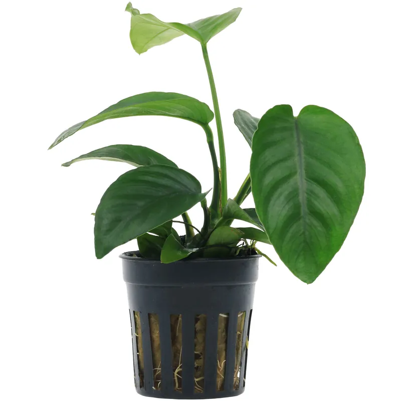 Highlight Anubias barteri var. caladiifolia Schwierigkeit