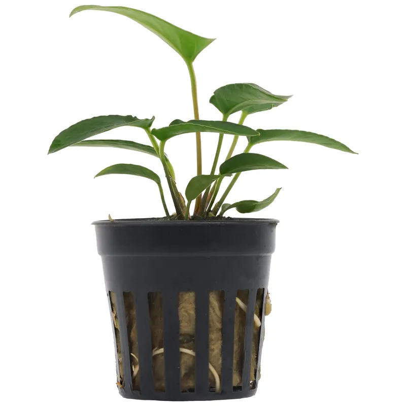 Finale Aktion Anubias gracilis Schwierigkeit