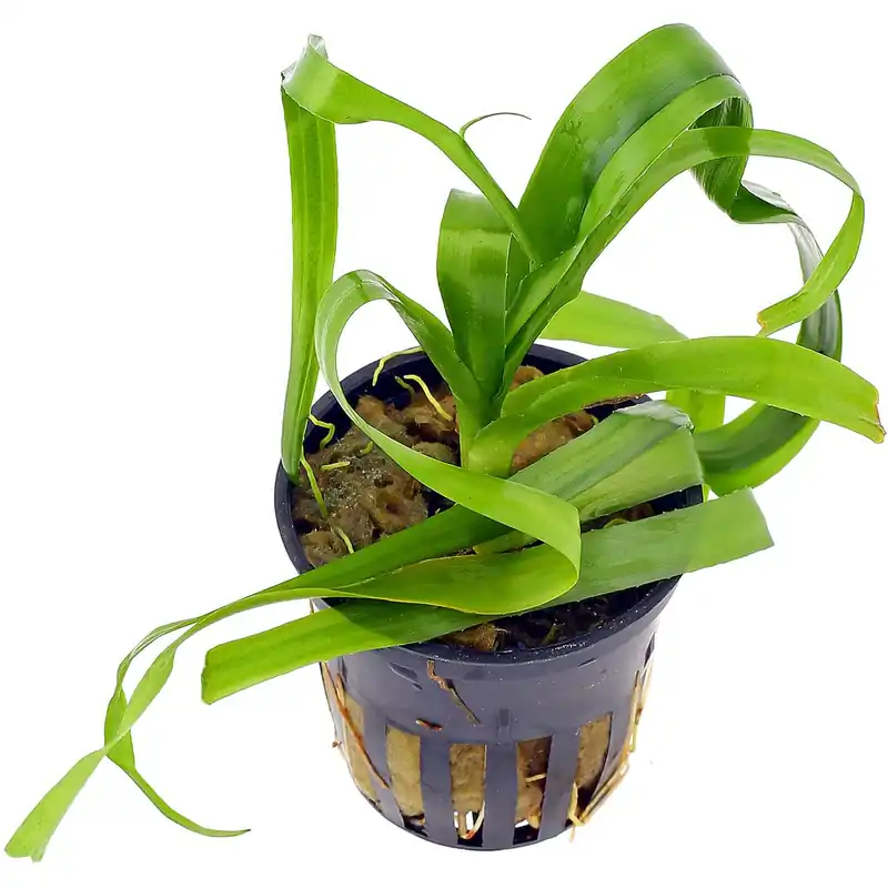 Crinum thaianum Schwierigkeit Highlight