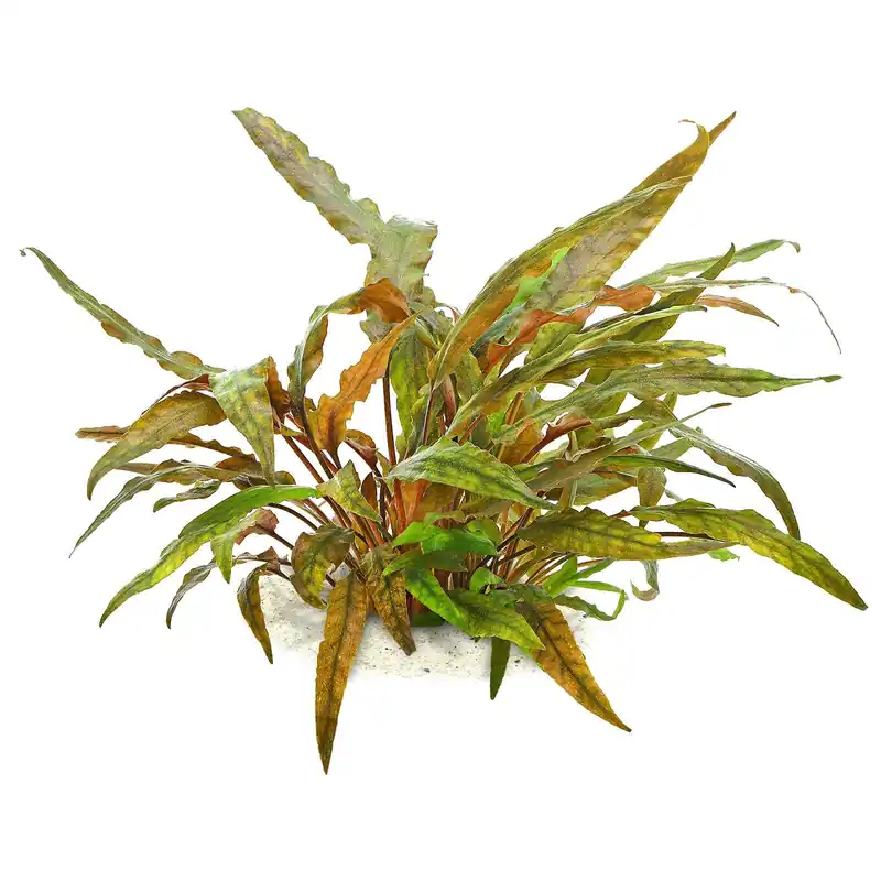 Cryptocoryne undulata 'Broad Leaves' Schwierigkeit Meistverkauft