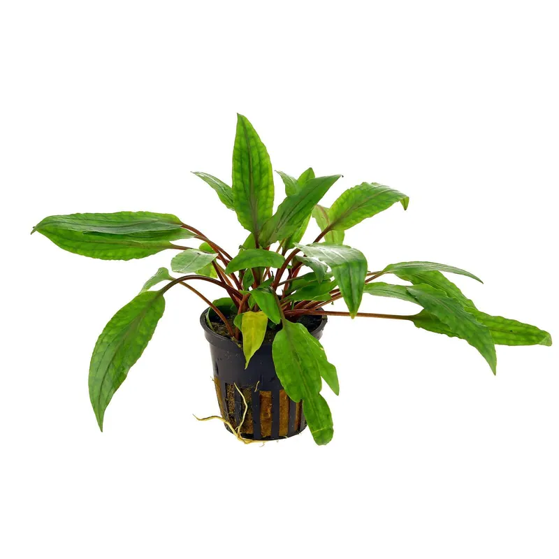 Cryptocoryne undulata 'Broad Leaves' Schwierigkeit Jetzt Bestellen