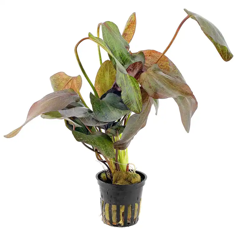 Echinodorus 'Ozelot' Schwierigkeit Kracherpreis