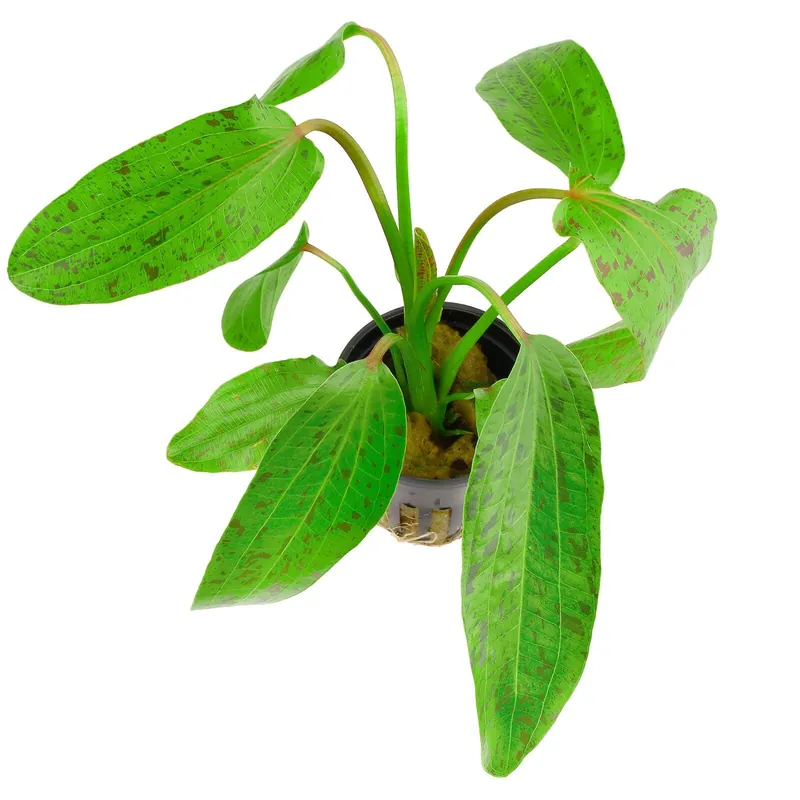 Neuheit Echinodorus 'Ozelot Green' Schwierigkeit