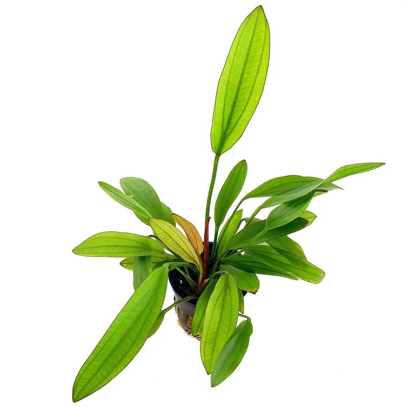 Sonderangebot Echinodorus 'Red Diamond' Schwierigkeit