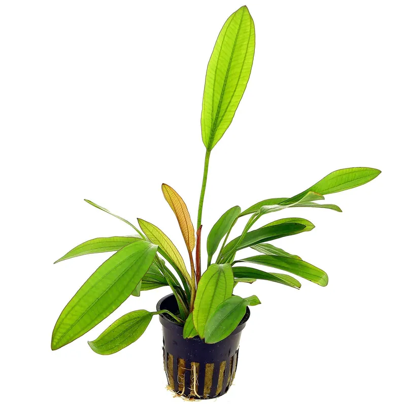 Top-Angebot Echinodorus 'Red Diamond' Schwierigkeit