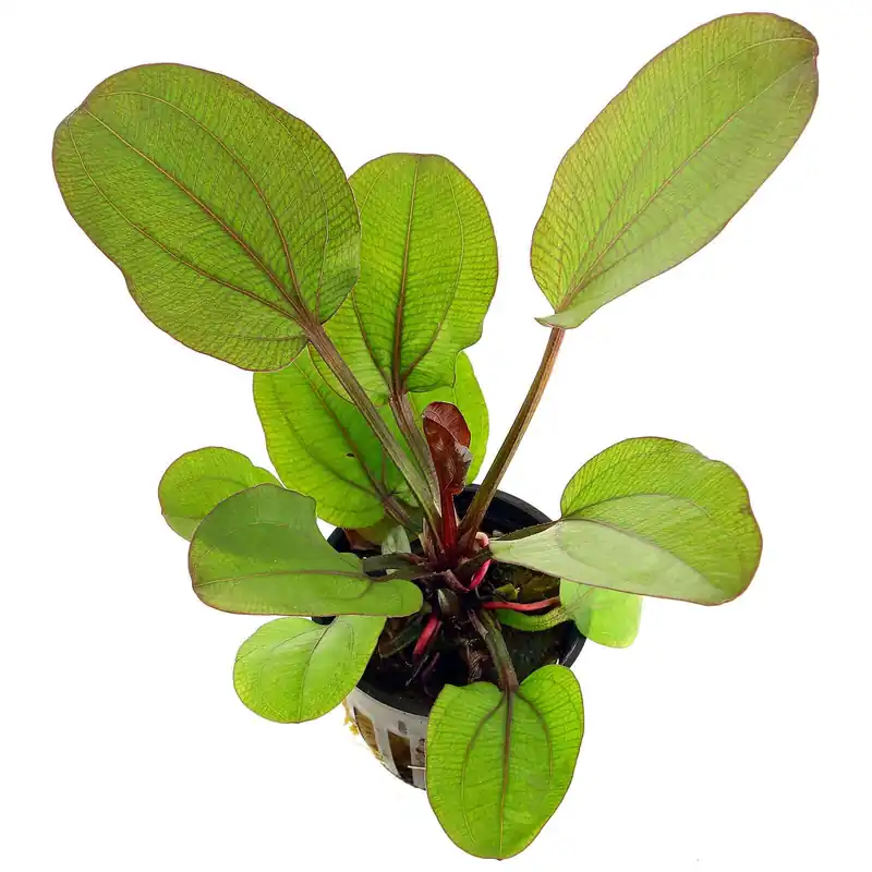 Super-Preis Echinodorus 'Reni' Schwierigkeit