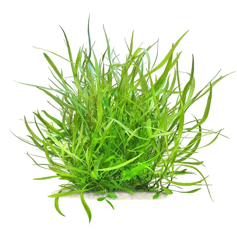 Jetzt Kaufen Hygrophila costata Schwierigkeit
