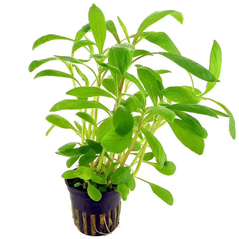 Hygrophila costata Schwierigkeit Bestseller
