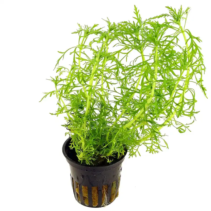 Limnophila aquatica Schwierigkeit Letzte Chance