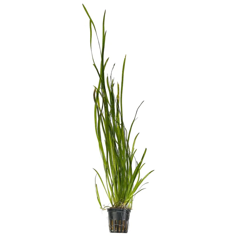 Neue Ware Vallisneria nana "Tiger" Schwierigkeit